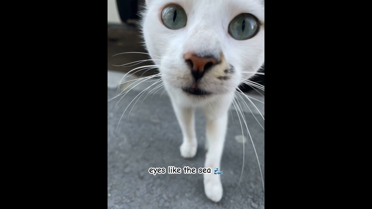 blue eyed cat 😭💖 