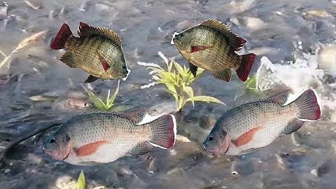 Nuôi cá rô phi đơn tính mật độ chuẩn thì cá mau lớn