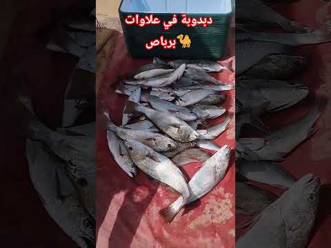 دبدوبة وابلاغ في علاوات برباص مصيد فاروا جنوب طبخ صيد اكسبلور  