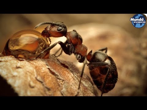 Vídeo: Quantas Pernas Uma Formiga Tem