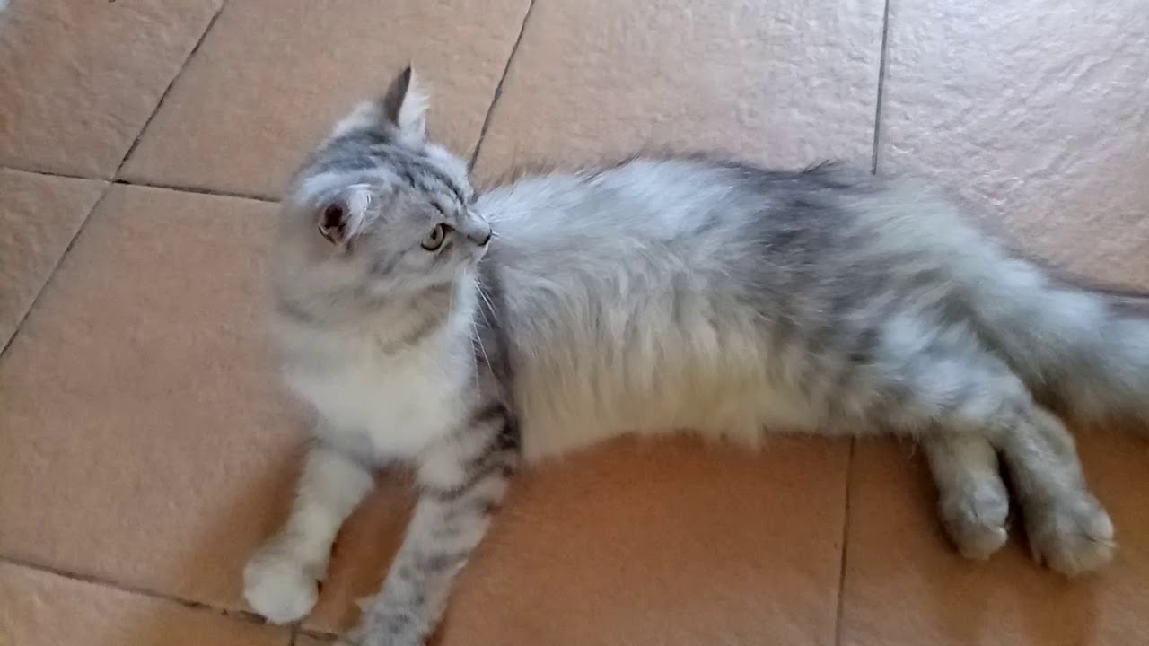 おとなしい猫 - YouTube