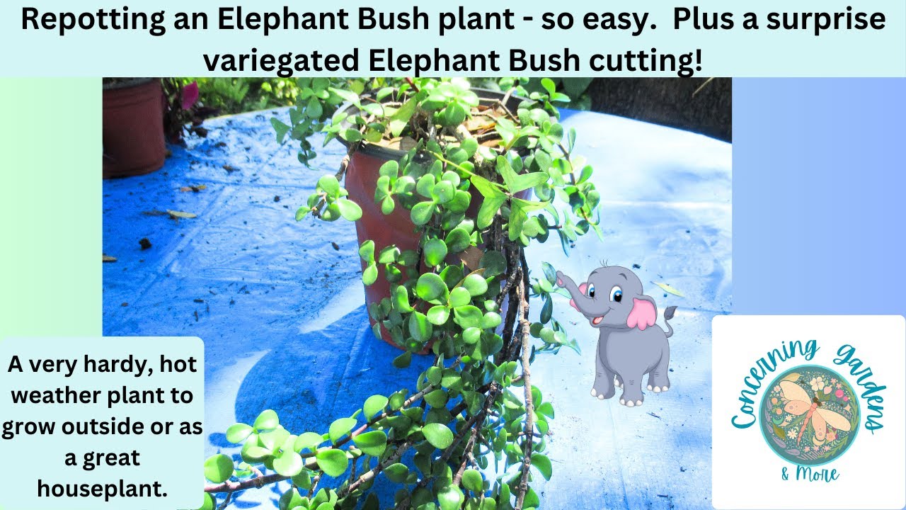 Easy repotting of beautiful Elephant Bush, some basics and a few