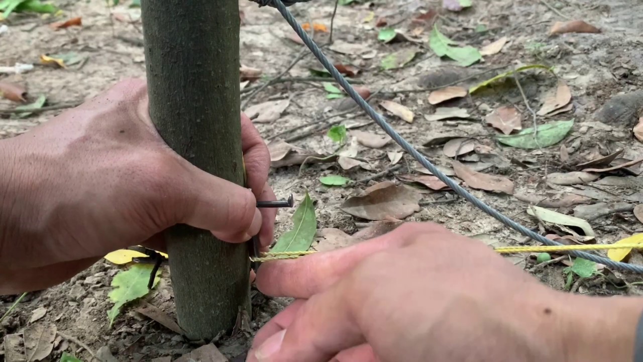 Making a Deer trap or Hog Amateur YouTube