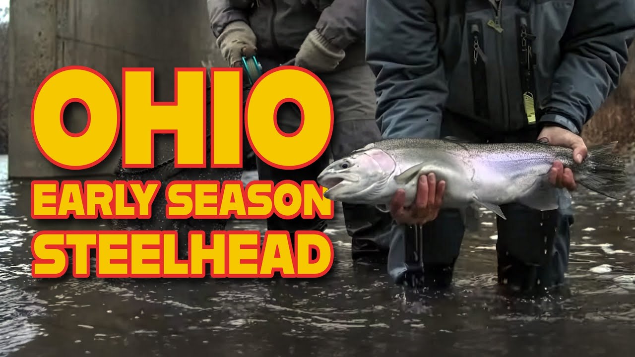 Ранний сезон стальноголового лосося — Огайо