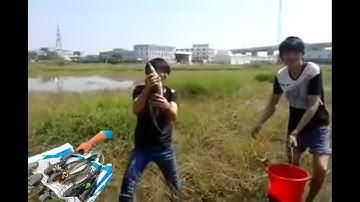 Anh Em đi Dí Cá ( kích cá ) Lóc - Cánh Đồng Nhiều Cá Nhất Việt Nam