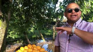 El Mango Banilejo Mingolo En Jarabacoa