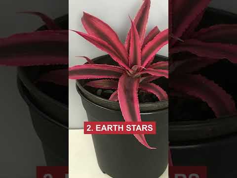 Wideo: Uprawa roślin Hechtia - Informacje na temat pielęgnacji Hechtia Bromeliad