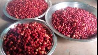 कफल Kafal Remix Kumauni Song Jagmohan Digari Cover By Himmu Bora