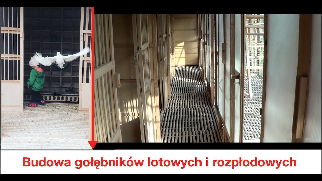 Budowa gołębników lotowych i rozpłodowych cz. 1 - Morel Team