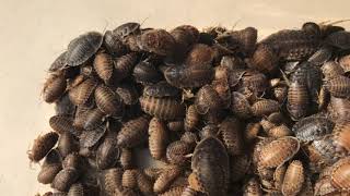 Medium Dubia Roaches