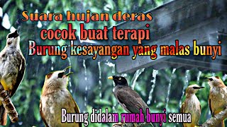 Suara Hujan deras untuk terapi Burung trucukan tersayang || auto Gacor