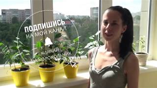 Пересадка черенков Даниэля в жёлтые горшочки. Солнечное настроение Пересадка черенков Даниэля в жёлтые горшочки. Солнечное настроение