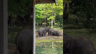 Elephants Mating | Breeding Program at the ECC | REPRODUCTION
