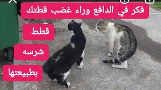 لماذا قطتي غاضبة ؟