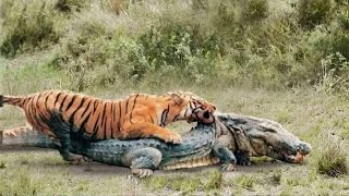 Тигры на охоте! Как охотится самая большая кошка на планете