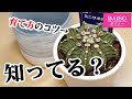 100均の鉢でサボテンをカッコよく育てるコツ♪【多肉植物の植え替え】