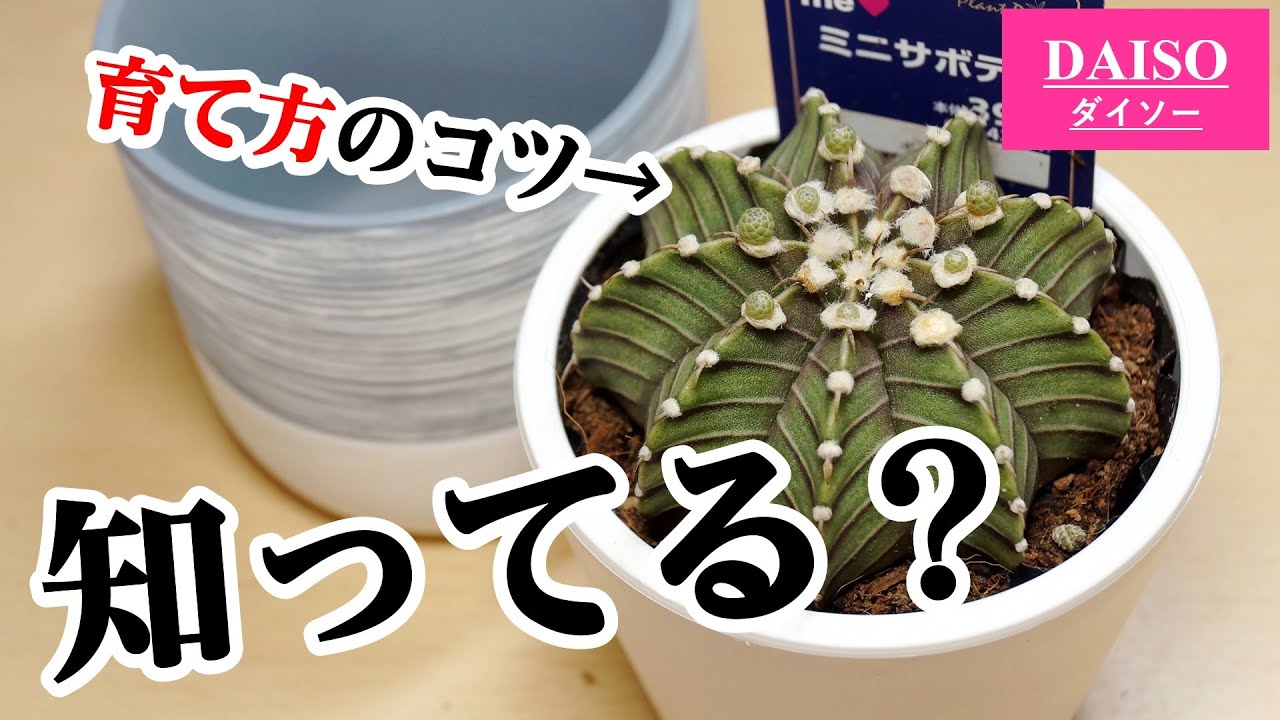 100均の鉢でサボテンをカッコよく育てるコツ♪【多肉植物の植え替え】