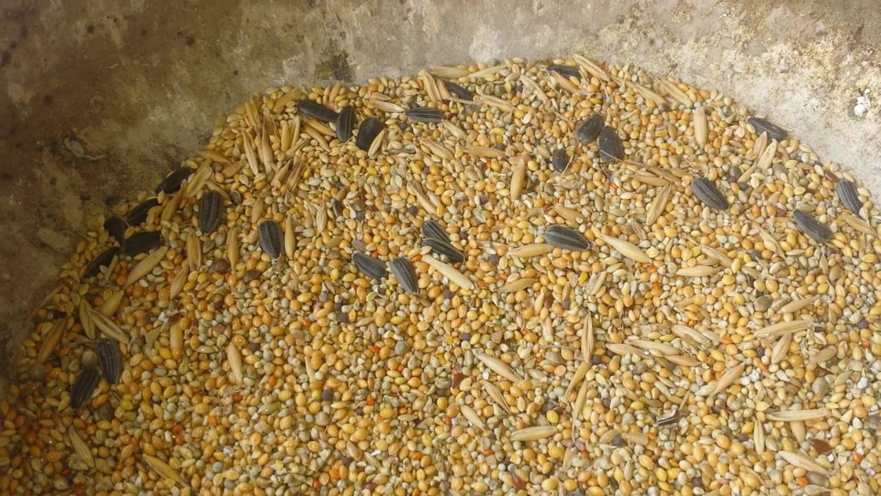 How To Make Egg Food For Budgies How To Make Egg Food For Budgies