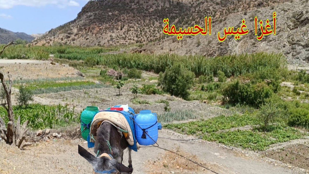 اجيو تشوفوا معي الاجواء في تغزويث إرغمان الفلاحه التقليديه ما شاء الله#اكسبلور 