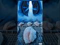 🐟 Fresh Fish to Frozen Packet in Minutes! Inside a Real Fish Processing Factory #shortsfeed #shorts