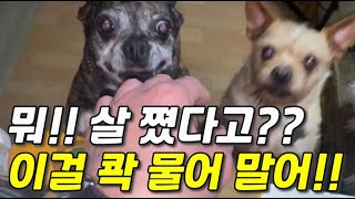 야심한 밤에 커다란 대리석을 들고 어딘가 찾아간 사연은?? by 묘통령 Cat President 309 views 1 month ago 2 minutes, 46 seconds