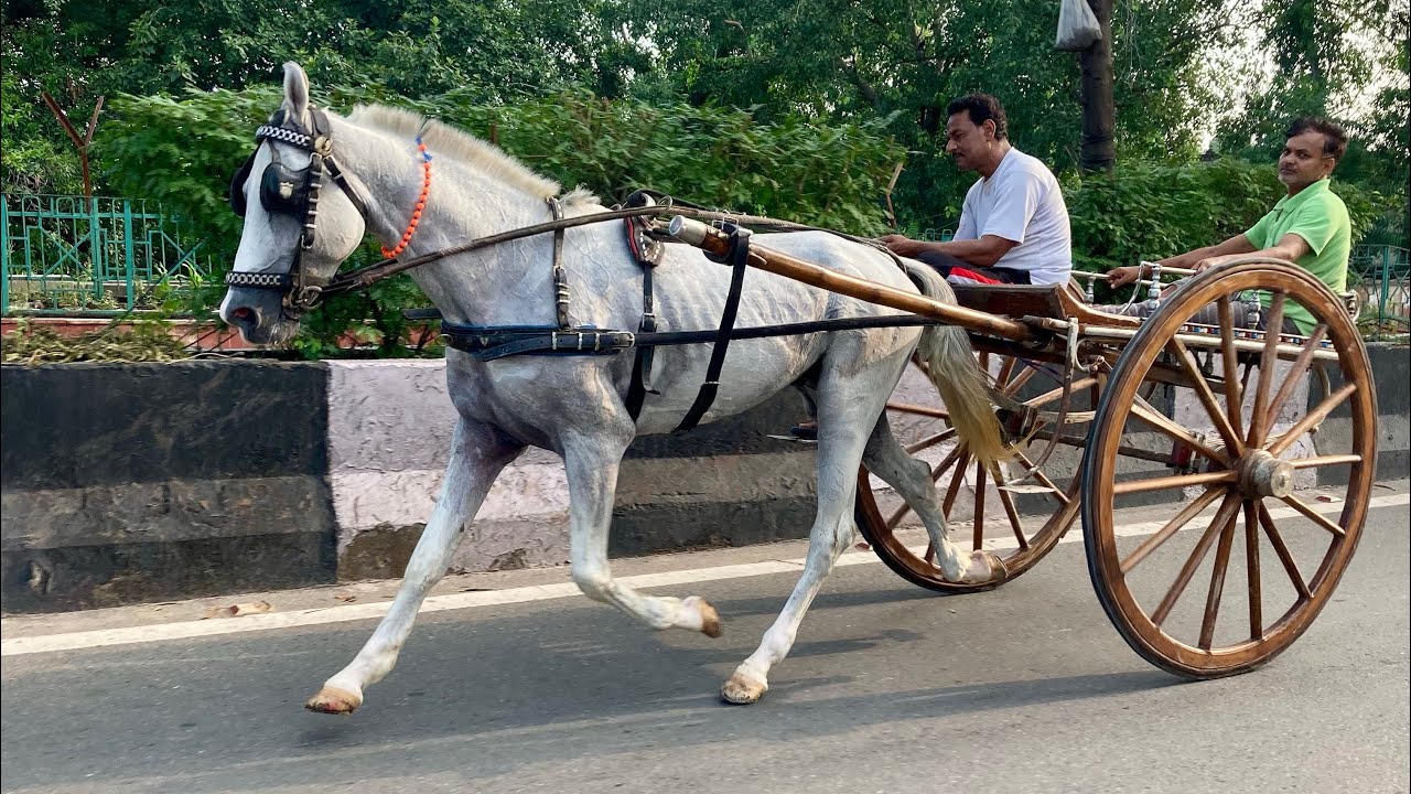 Bikaner race 2026, Winner Birju bhai (Sabja Ghoda) from Delhi.