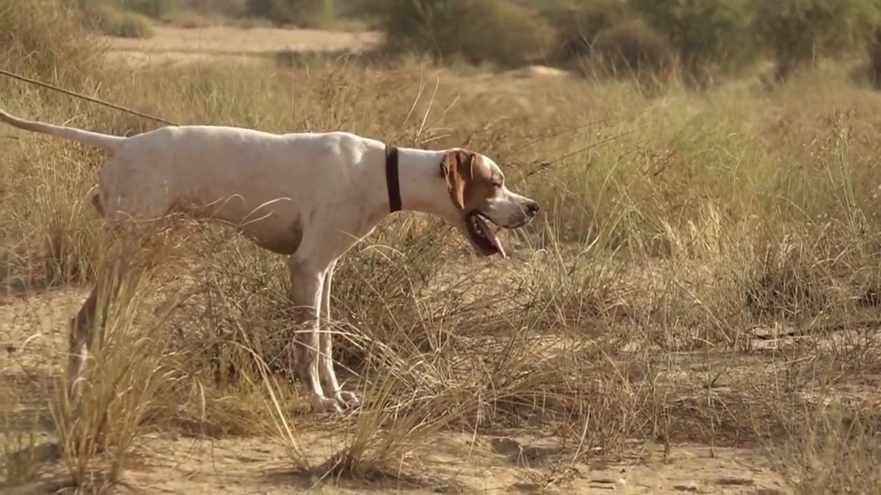 english pointer pointing