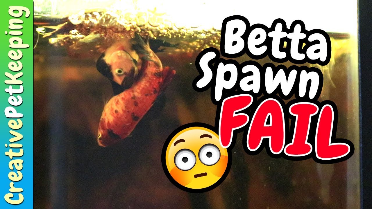 new fish taxa Betta Fish Breeding FAIL | Part 2