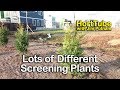 Lots of Different Screening Plants - Landscape Walk Around