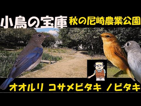 秋の尼崎農業公園、恐るべし！！小鳥でいっぱい！！野鳥観察、オオルリ