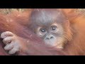 Baby Orangutan POPO 35 - 8 Months Old