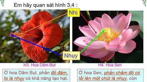 Cơ quan sinh dục đực của hoa là gì