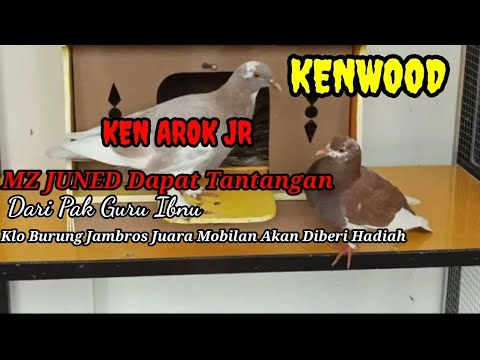 REVIEW ANAK KEN AROK YANG WARNANYA CANTIK...MZ JUNED DAPAT TANTANGAN DARI PAK IBNU