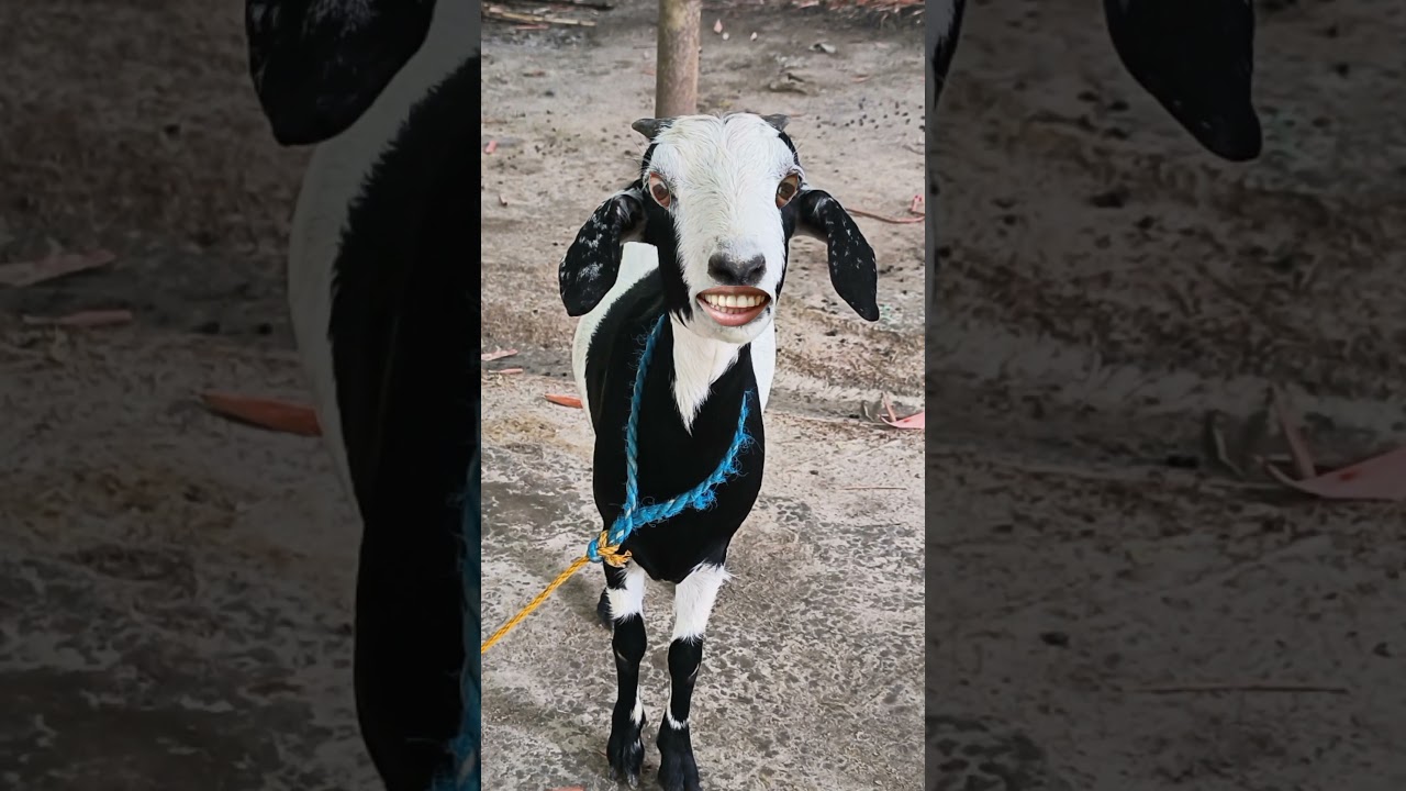 hello hello funny video 🤪🤪🤪 