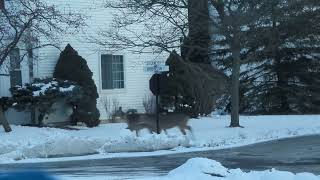 A hurd of deer in our subdivision / neighborhood. Detroit, MI (Westland). At least 9-10 deer...