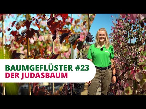 Tree Whispers #23 | The Judas Tree