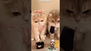 cats sad emotional video💔😓 #short #cat #sad #emotional #new #video #catboy #viral #trending #short