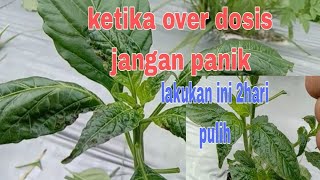 41hst//0ri daun over dosis lakukan  begini supata cepat pulih