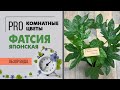 Фатсия японская или аралия - растение ладошка | Как правильно ухаживать