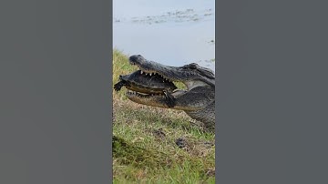 Can a Crocodile Crush a Turtle