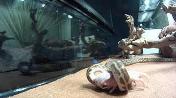 Stimsons Python Feeding - "Dexter"