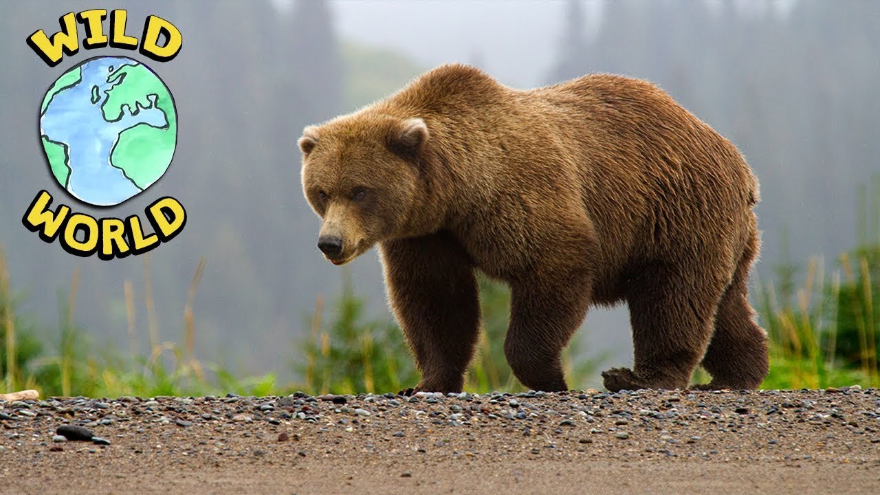 Wild World - Brown Bear | ZeeKay - YouTube