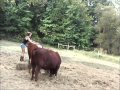 How to ride a cow:)