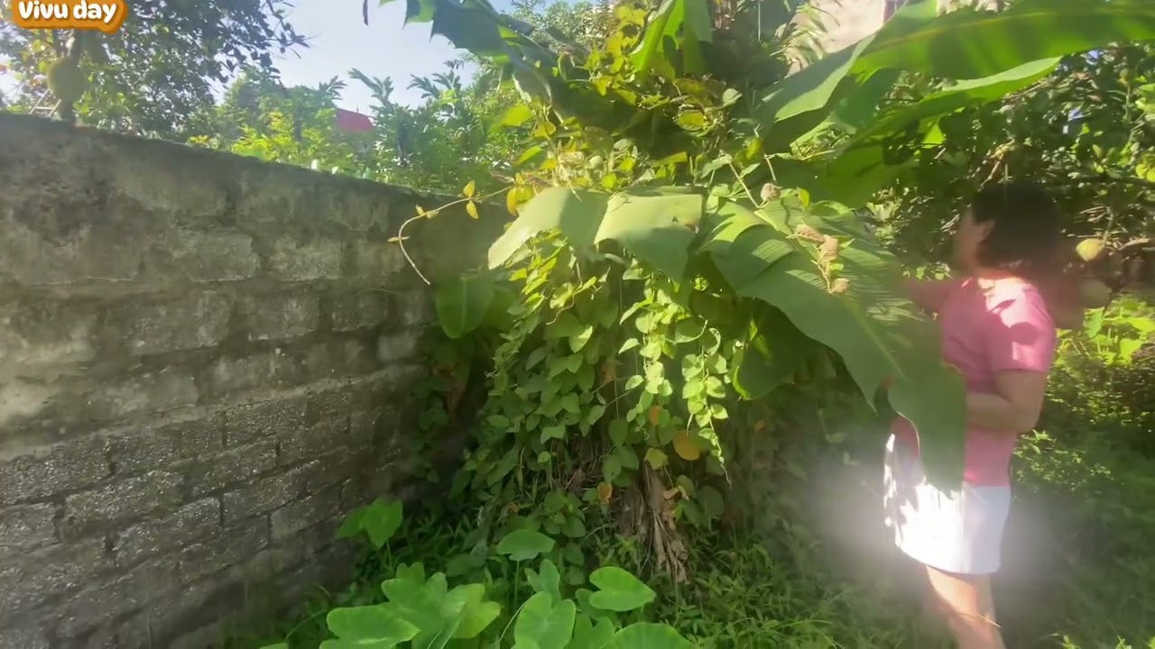 Quê hương là chùm khế ngọt( vũ Nhì,Gia Trấn)