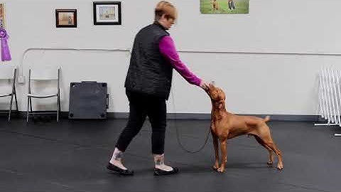 How to teach your show dog to free stack