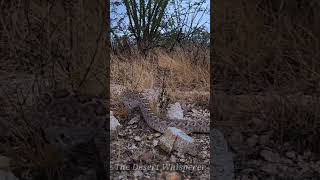 Western Diamondback Rattlesnake!