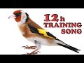 GOLDFINCH 12h Singing