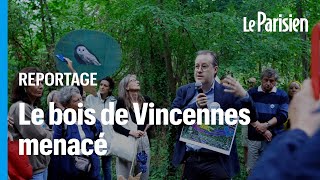 Prolongement de la ligne 1 du métro à Vincennes : «Des chênes centenaires menacés»