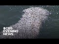 Toxic algae bloom ravages marine life on Florida's coast