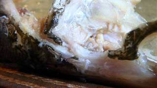 Preparation of pikeperch skull / snoekbaars schedel